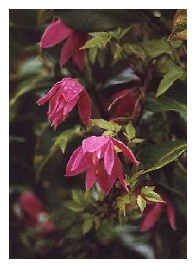 CLEMATIS alpina 'Willy'